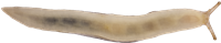 Lehmannia marginataTRÄDSNIGEL14.8 × 75.0 mm